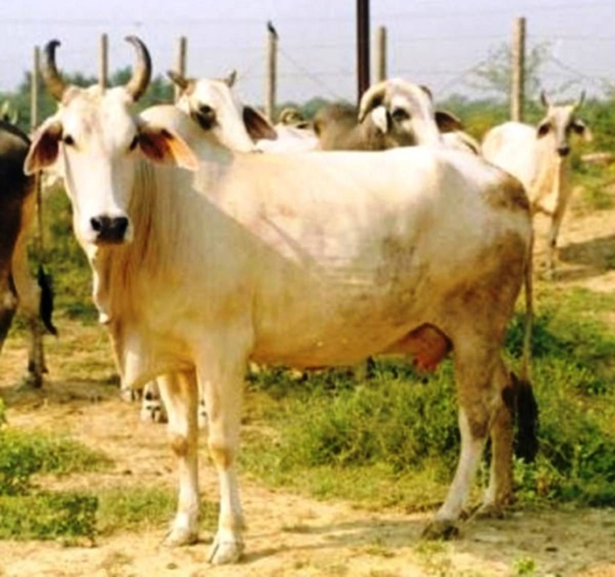 Pick, among these INDIAN DRAUGHT BREED Cattles