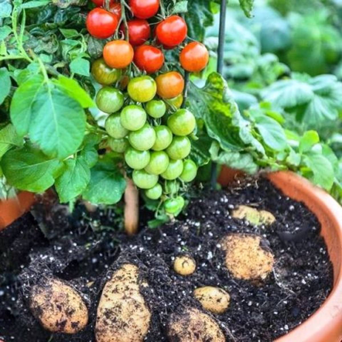 Tomato At Shoots Potato In Roots Pomatos Double Benefit