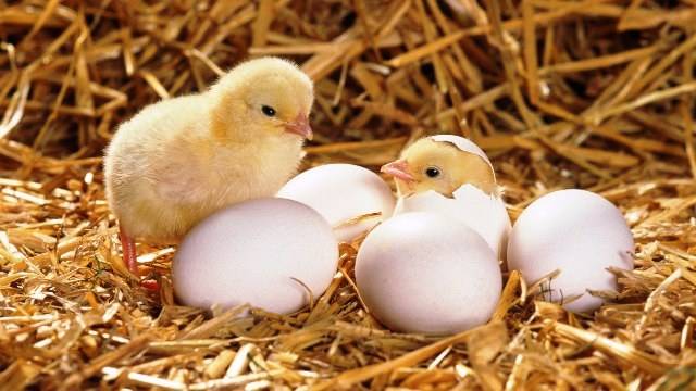 Chicks Coming Out Of Eggs