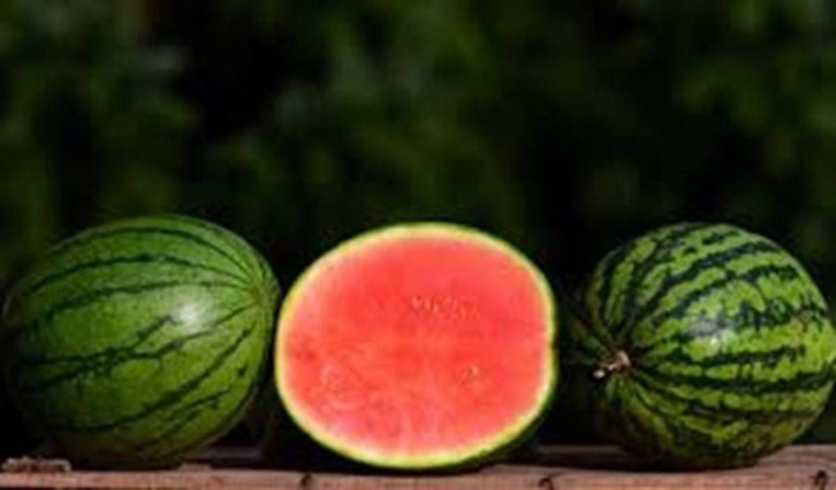 Seedless Watermelon in Maldives is from Kerala