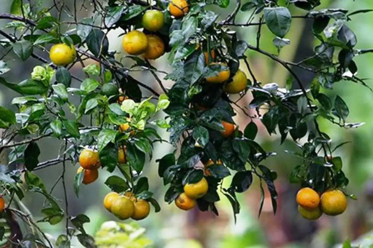 Coorg Oranges on the branches of tree