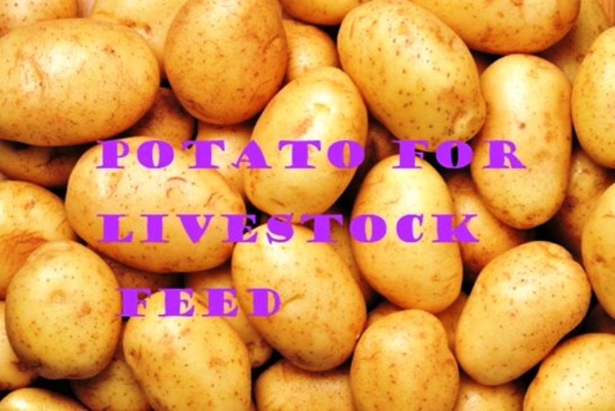 How to use Cull Potato as livestock feed