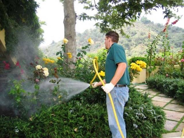 Spraying Rose plant dise