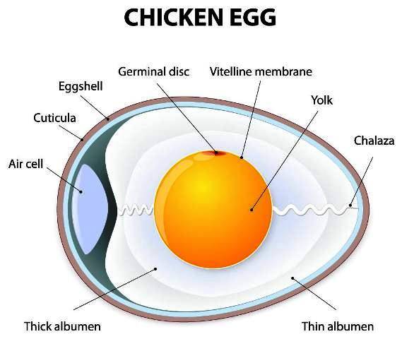 Chicken Egg