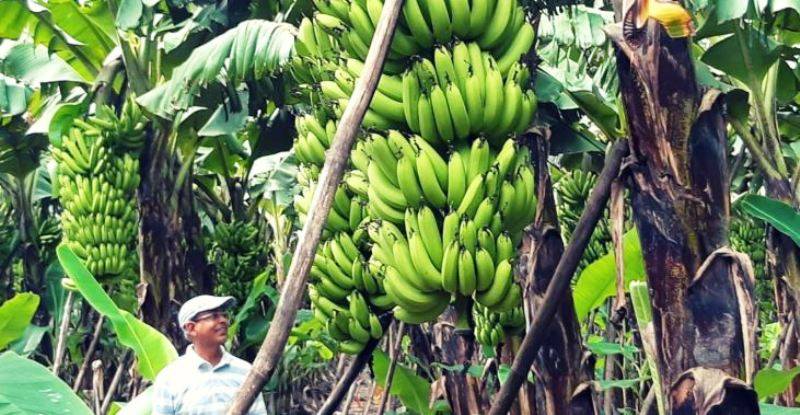 Banana Growers Form Association to Resolve Issues in Kerala