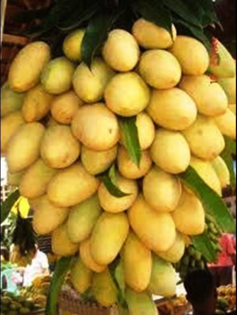 yellow Mango