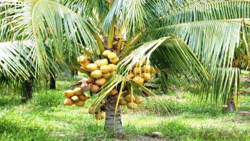Kerala Agricultural University Will Support Coconut Cultivation in the ...