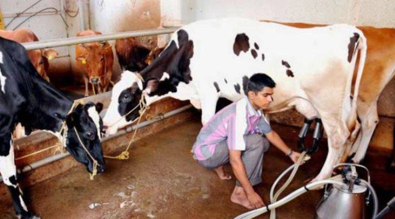 dairy sector