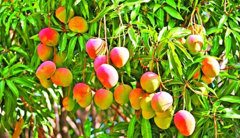 mango tree