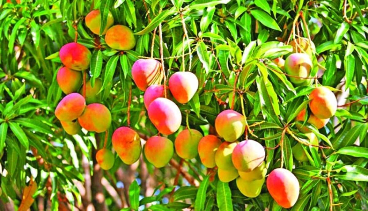 Advanced Profitable Mango Farming Techniques; Best Climate, Soil, Land