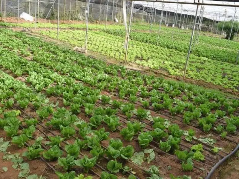 Farming 3.0 - Making Agriculture Sustainable through Micro-Irrigation