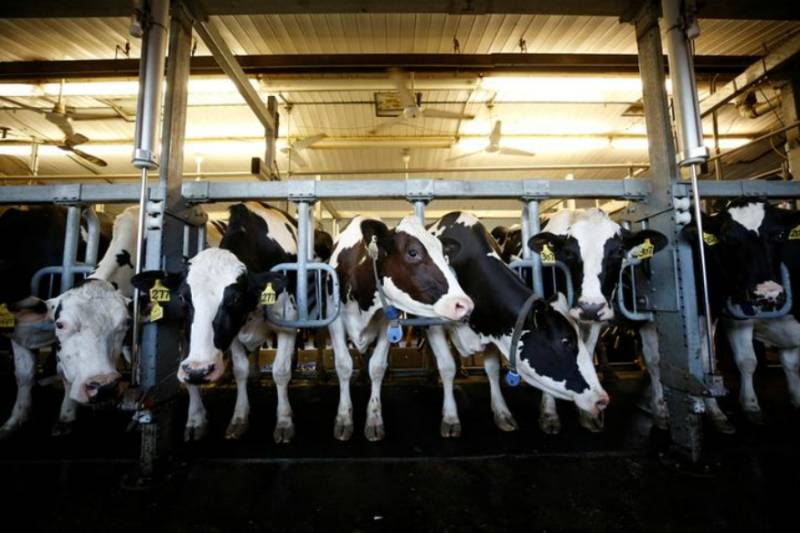 Cow shelter homes