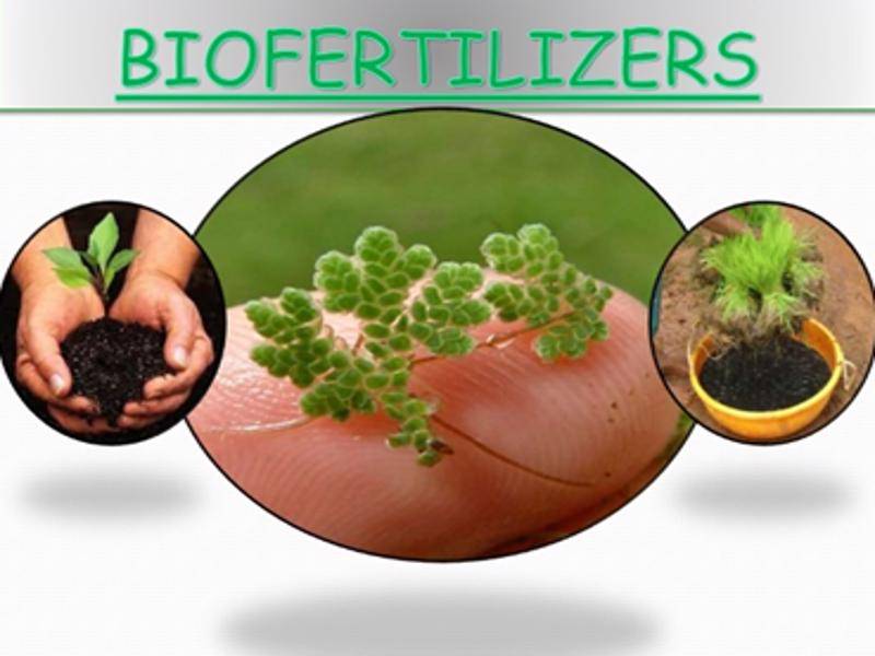 Biofertlizers