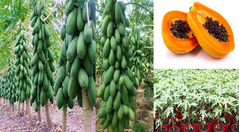 How to Grow Papaya from Seed? Sowing Technique, Climate & Soil Required for Papaya Farming Best Planting Season, Protection & Disease Management