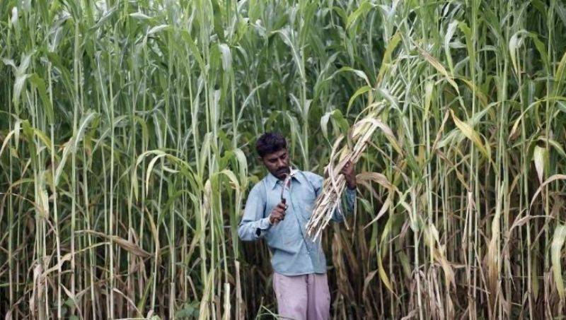 cane farmer