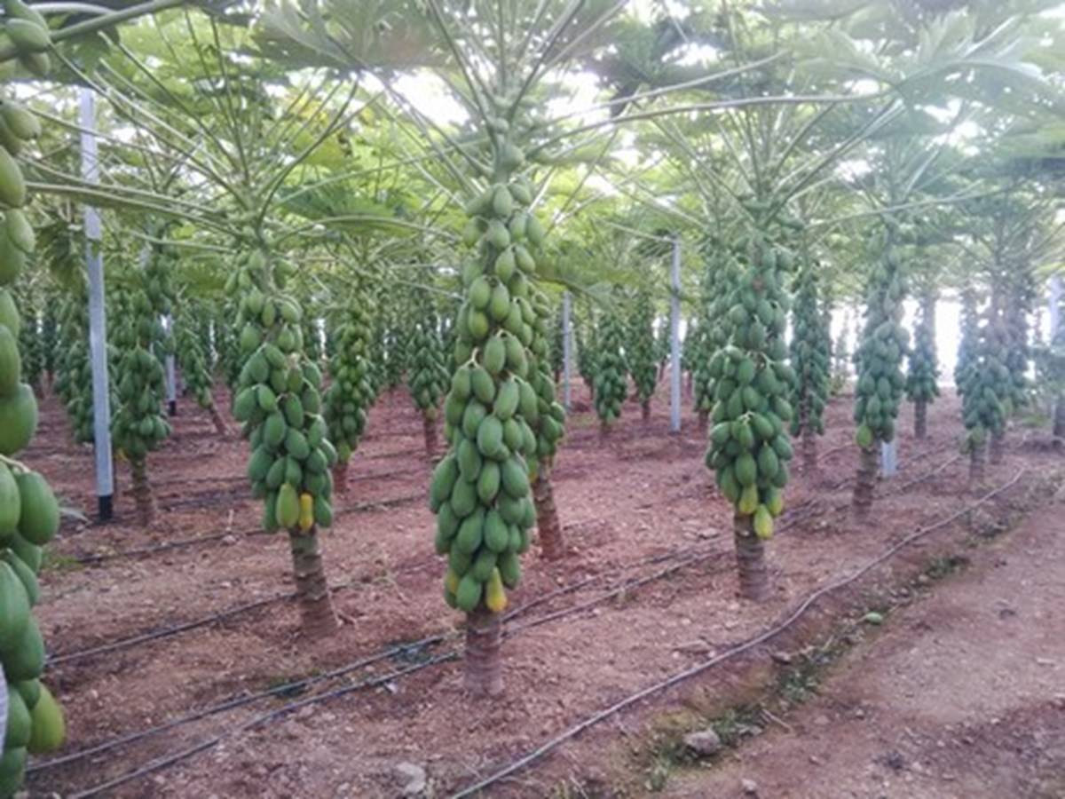 Cultivation Of Papaya