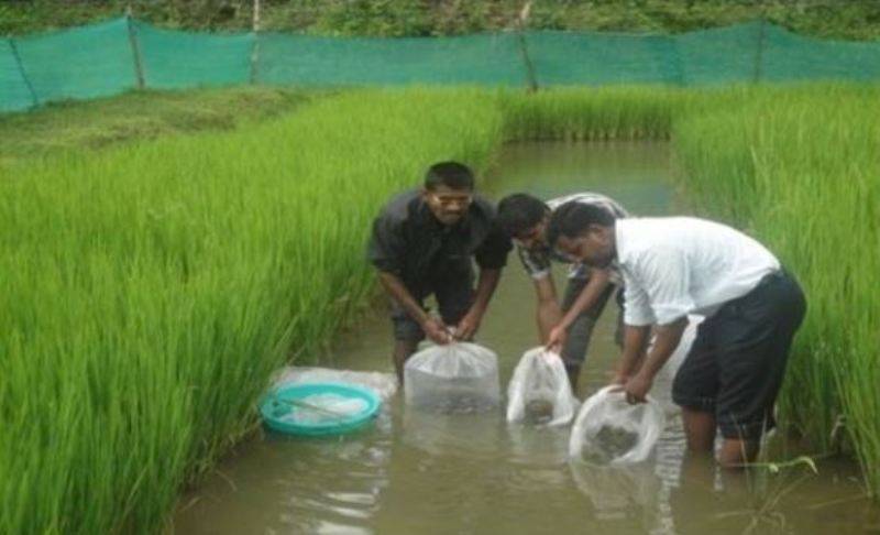fish cultivation