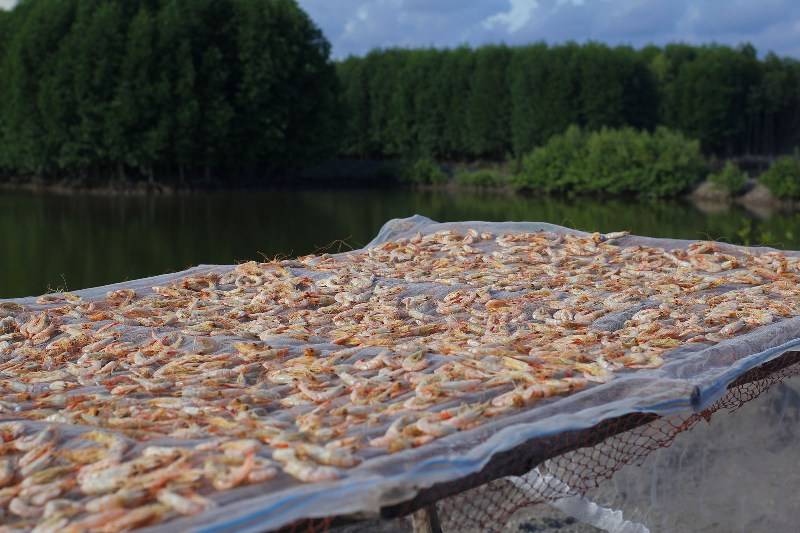 shrimp farming