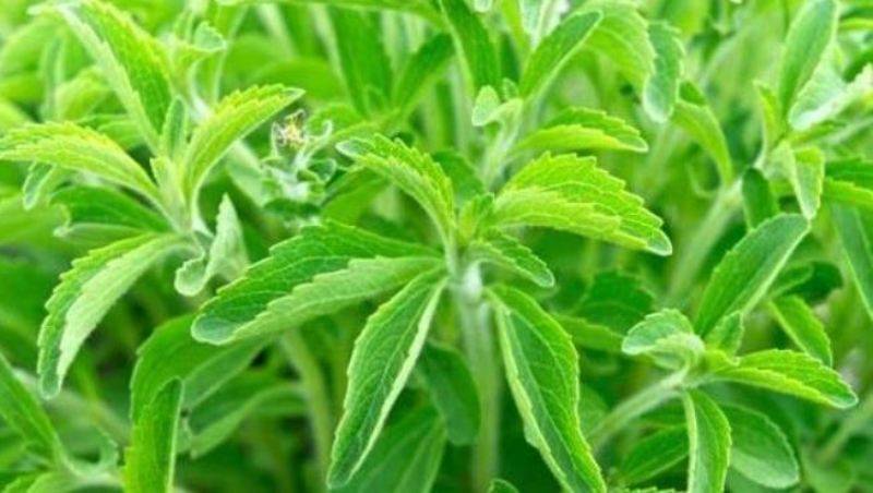 stevia