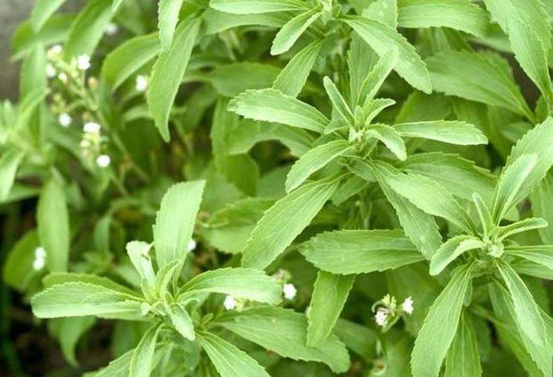 stevia