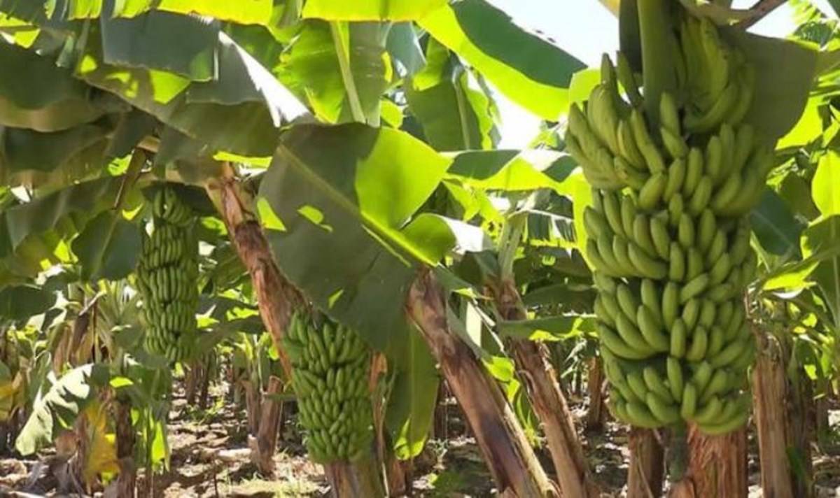 Central Institute Of Subtropical Horticulture Develops Medicine To Save Banana Crops