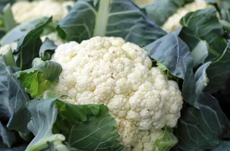 Cauliflower Cultivation Guide: Know the Sowing, Growing and Harvesting of  Cauliflower Plants
