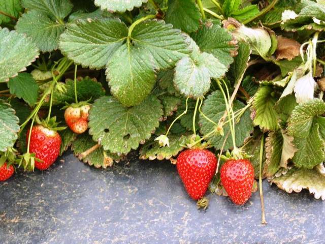 trawberries with Spanish Techniques