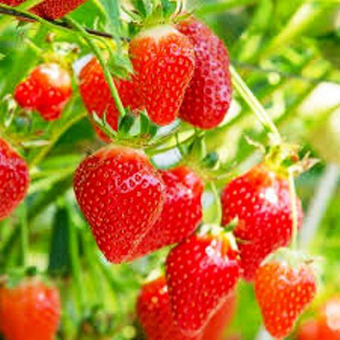 Shelf Life of Strawberries