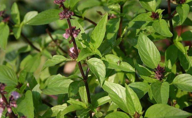 tulsi