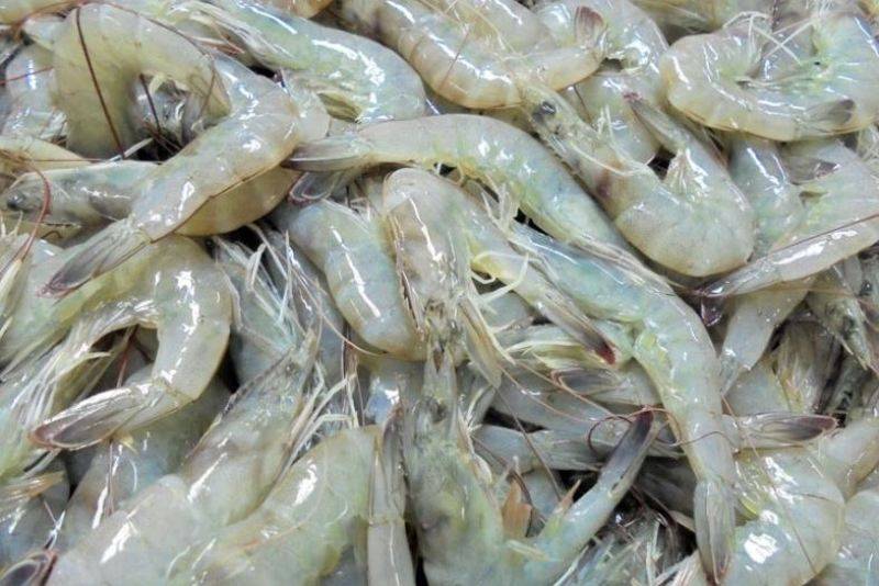 indian shrimps