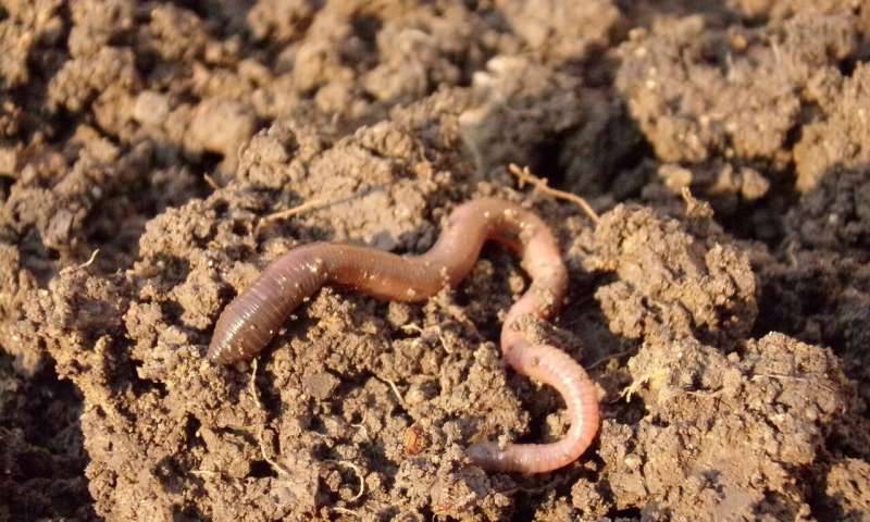 earthworms