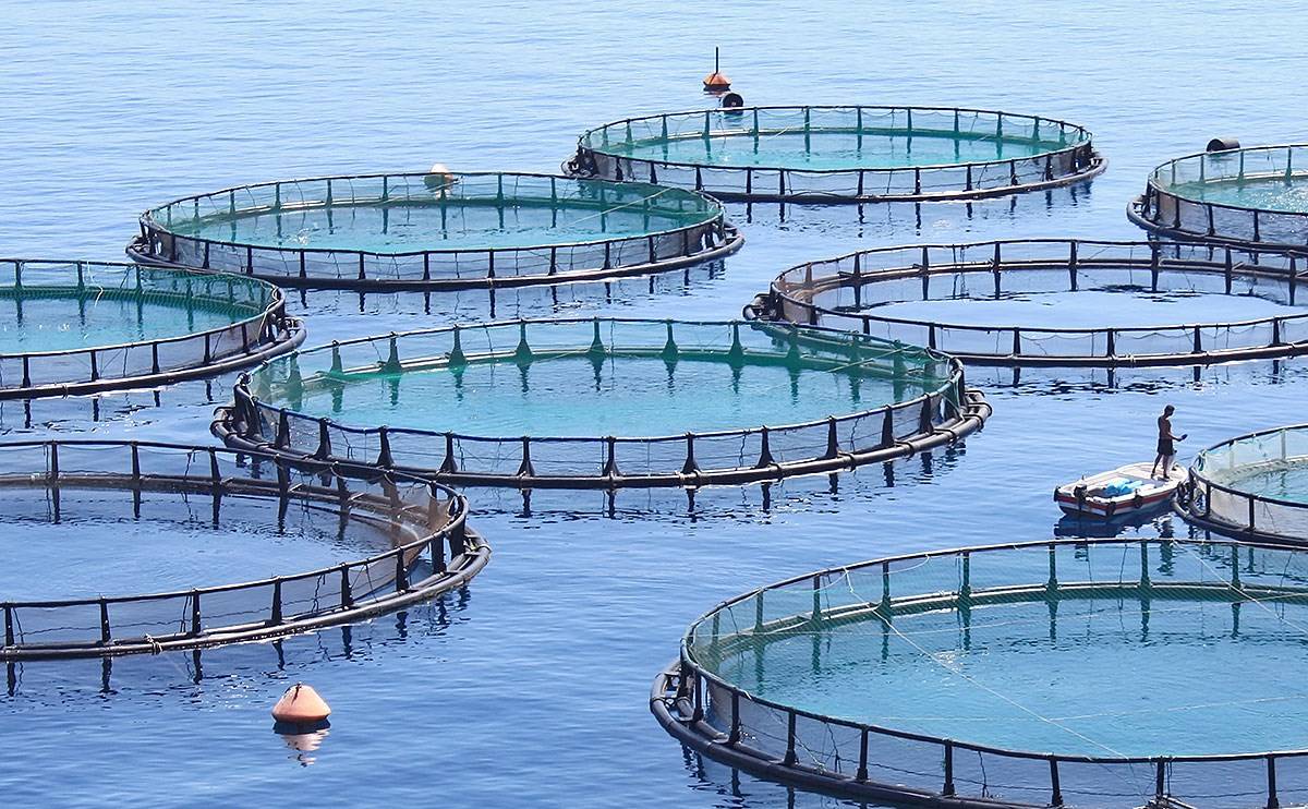 Aquaculture Start Up ‘aquaconnect From Chennai Raises 11m Seed Round From Omnivore And Hatch