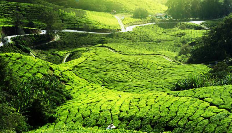 Don’t Look for Subsidy; Tea Board Suggests Industry