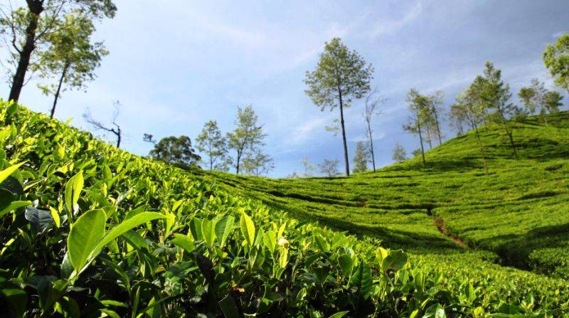 tea industry