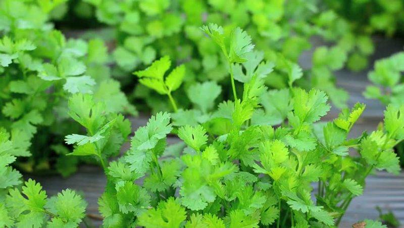 Fresh Leaves of Coriander