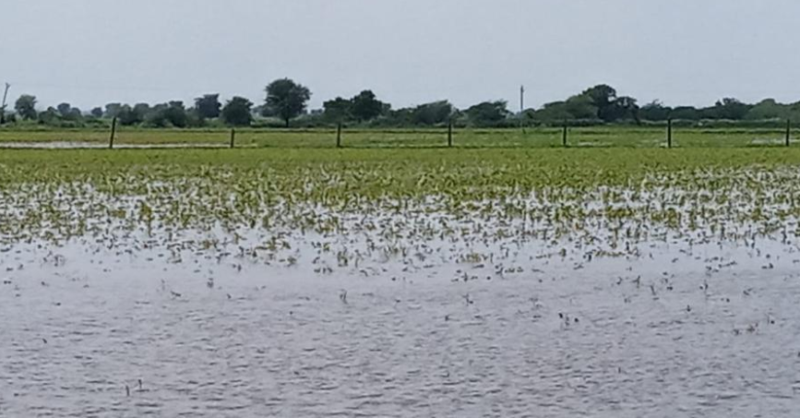 Farmers Worried as Incessant Rains in Gujarat, Madhya Pradesh Damages Key  Kharif Crops