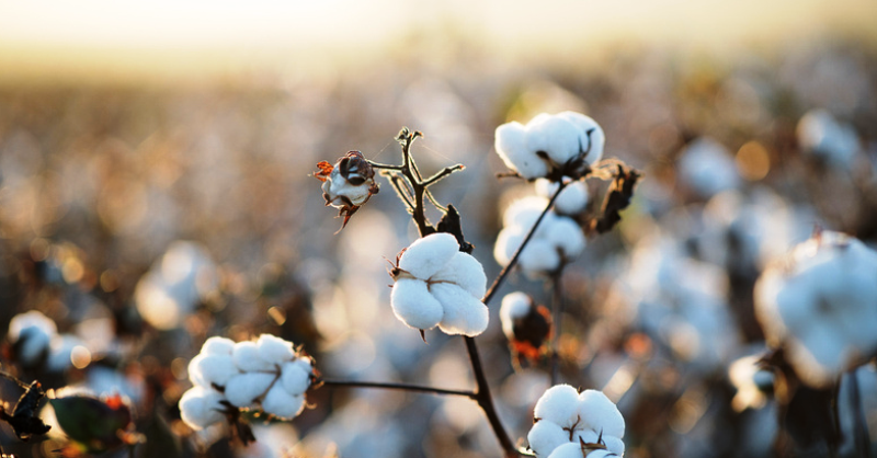 cotton crop