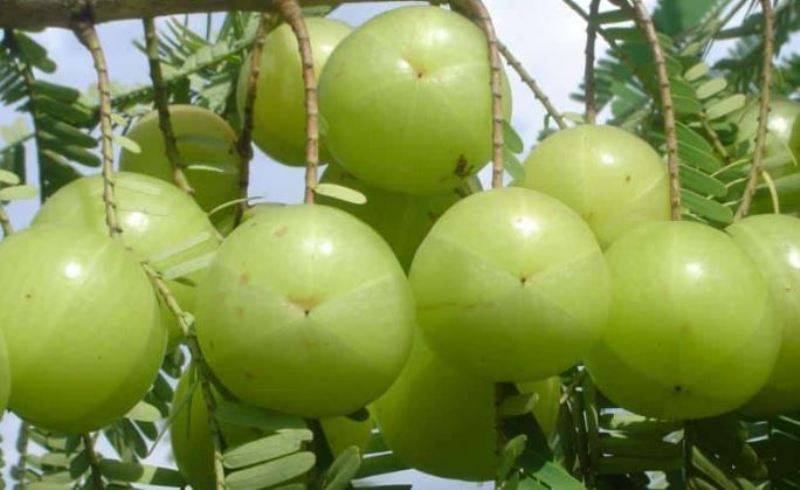 amla