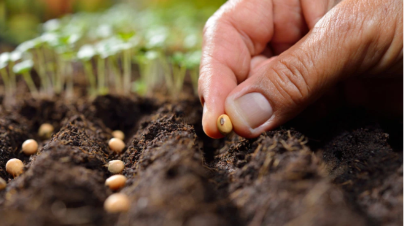 seeds