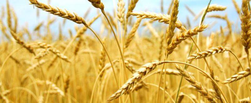 Top varieties of wheat for this rabi season