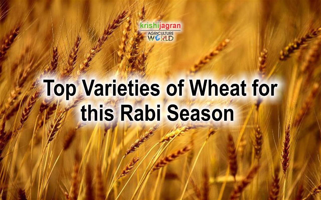 Wheat Cultivation: Know The Improved Varieties And Modern Farming Practices