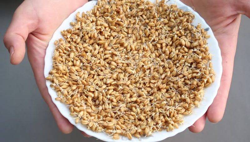 Sprouted Wheat on the Plat