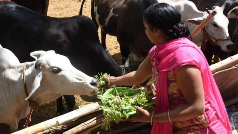 Feeding animals