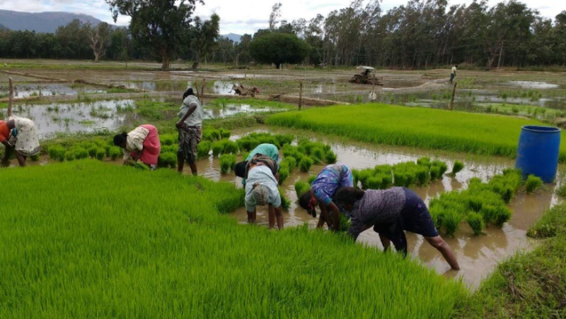 tN farmers