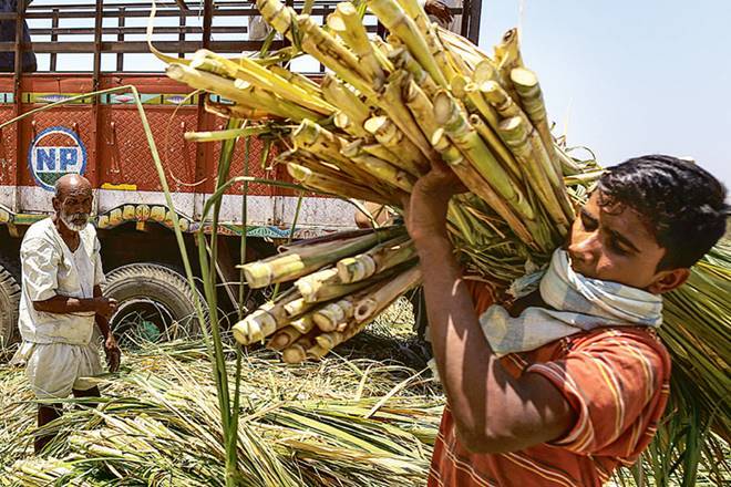 sugarcane