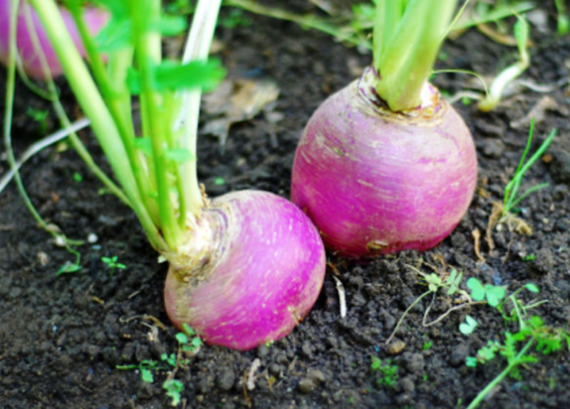 turnips