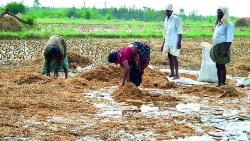 damaged crop