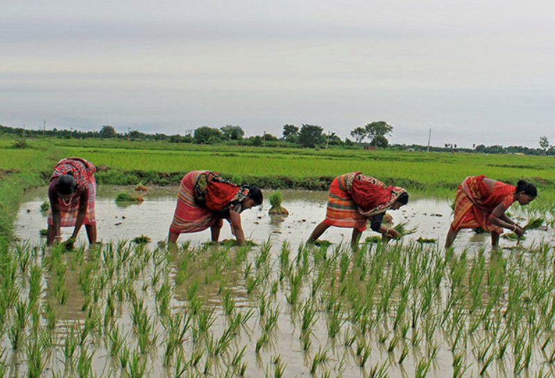 farmers