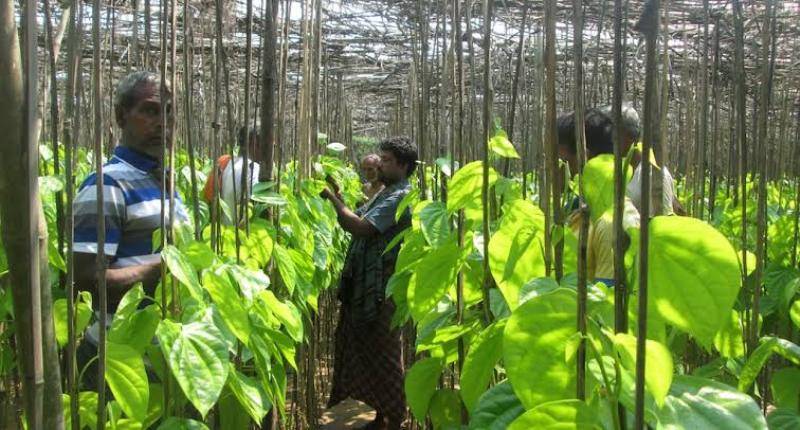 betel farming