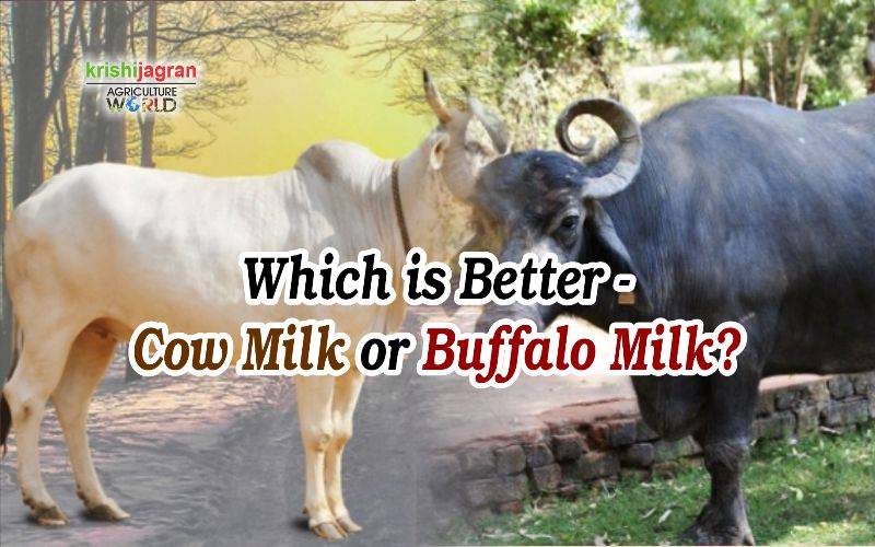 Buffalo Milk Vs Cow Milk Know The Differences And Similarities Also strengthen teeth and helps give them that shiny white appearance. krishi jagran